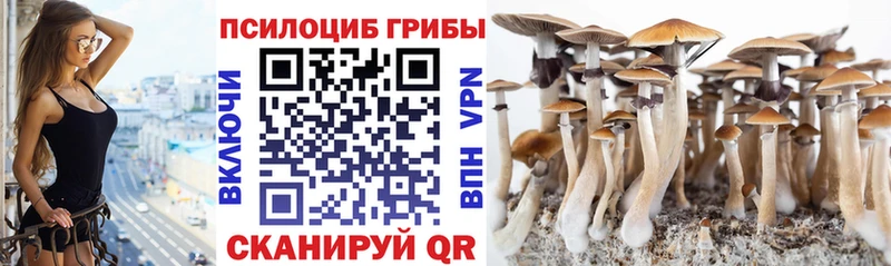 Псилоцибиновые грибы прущие грибы  Купить где  Сунжа 